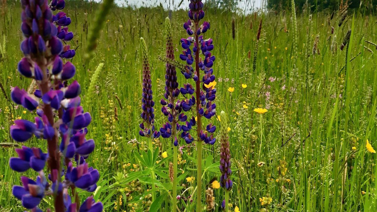 Blumenwiese Blumenwiese